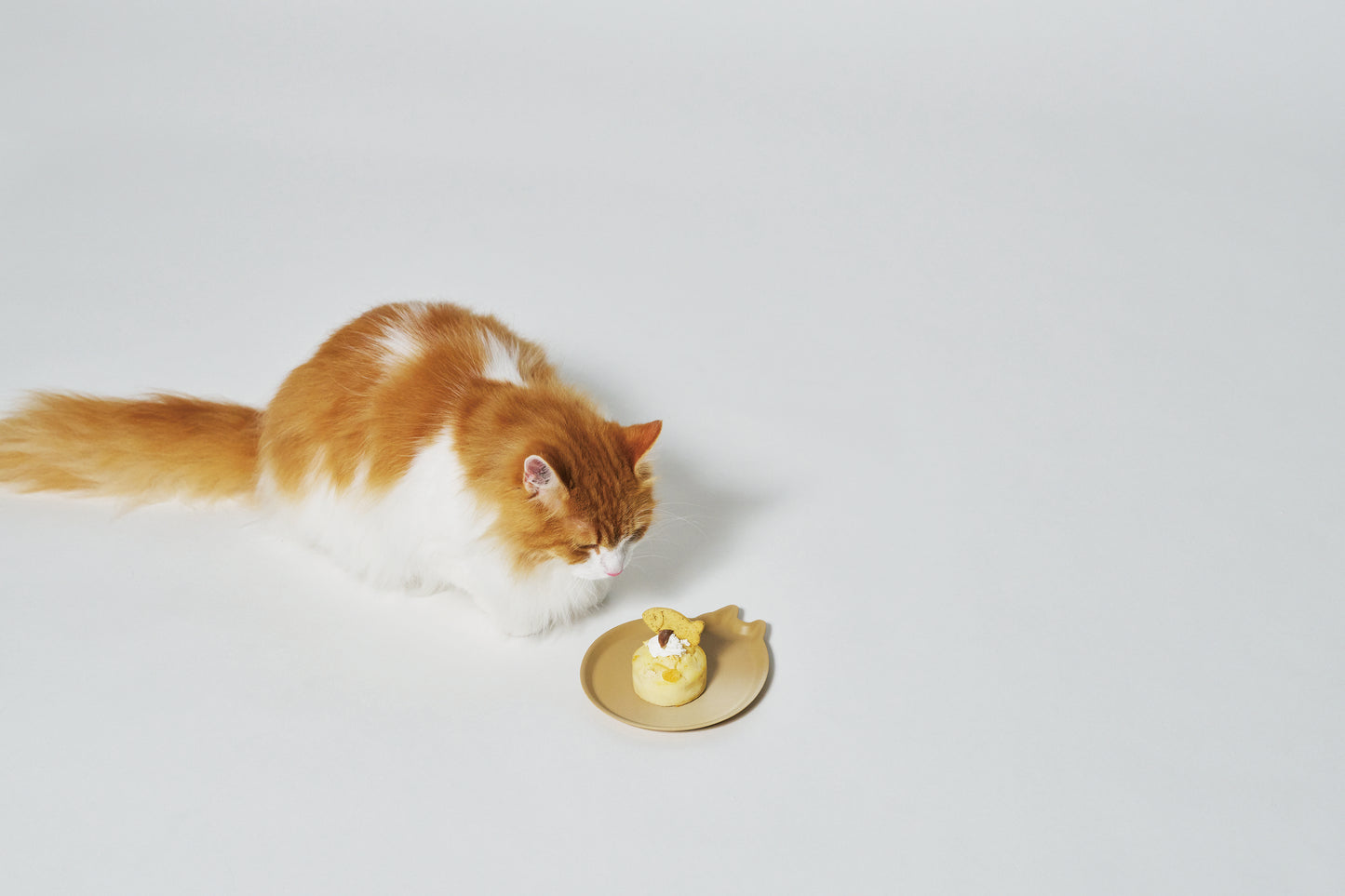 tak AMI DISH cat M